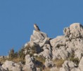 /album/photo-gallery-photogallery/short-tailed-eagle-taking-a-rest-at-virgen-da-la-sierra-jpg/